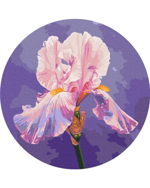 Картина по номерам круглая Розовый ирис © Anna Steshenko Brushme 30 см