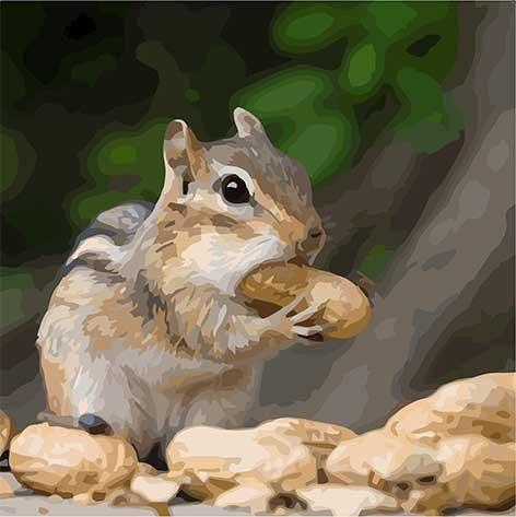 Картина по номерам Кроха бурундук Животные 40x40 см Art Craft