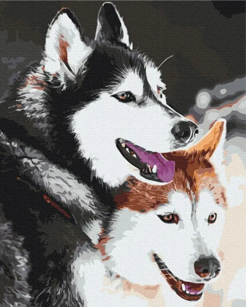 Картина за номерами Хаскі  Brushme 48x60