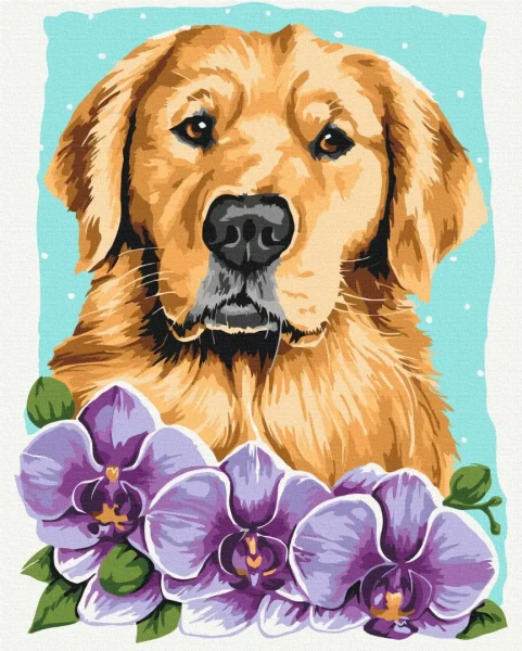 Преміум картина за номерами Золотистий ретривер © Anna Kulyk Brushme 40x50