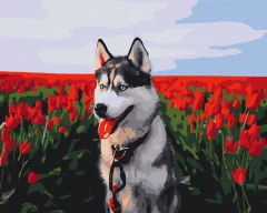 Преміум картина за номерами Хаскі в тюльпановому полі Brushme 40x50